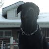 My Puppies
