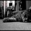 Fred