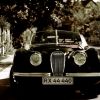 [series] jaguar