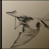 Pencil Sketches