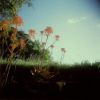 holga images