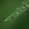 Photo manipulations