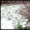Snowy Scenes