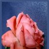 Flower Power