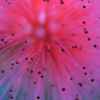 flowers flowers