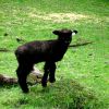 and some Sheep