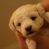 Brand New Puppies