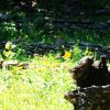 Rock Garden/River