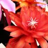 Flowers and Zen