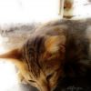 Photo Effects