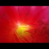 colorful 色