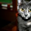 Whiskers