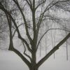 Winter Fog