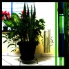 .adesivos decorativos * wall decorative stickers.