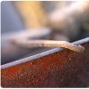 Rust