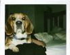 baskervillehound