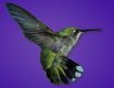 hummingbird