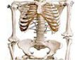 ghostbones