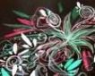 sondosia