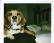 baskervillehound
