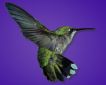 hummingbird