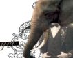 elefante