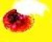 redblackthorn