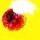 redblackthorn