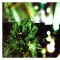 Jakobe Muzlemein
